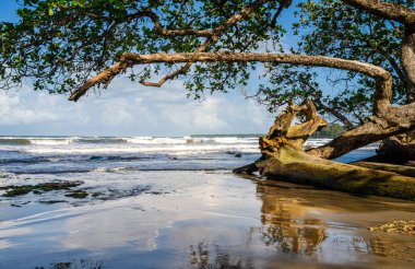 Cahuita 'nın güzel manzarası, Kosta Rika Karayip Sahili