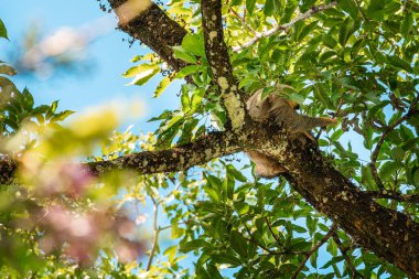 Kosta Rika 'daki Cahuita Ulusal Parkı' ndaki ağaçta tembellik. 