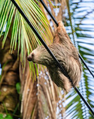 Kosta Rika 'daki Cahuita Ulusal Parkı' ndaki ağaçta tembellik.