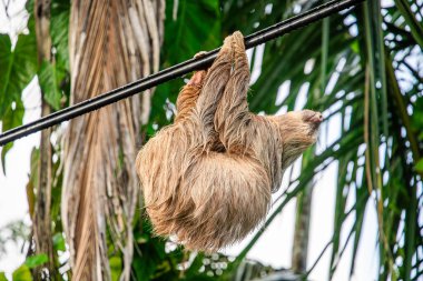 Sloth on the tree in Cahuita National Park, Costa Rica clipart