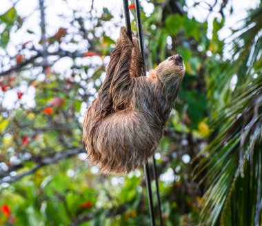 Sloth on the tree in Cahuita National Park, Costa Rica clipart