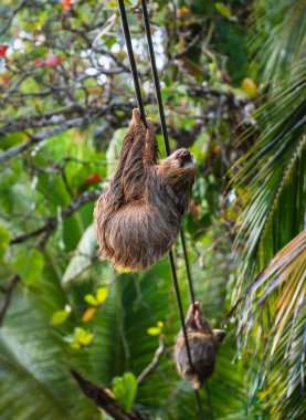 Kosta Rika 'daki Cahuita Ulusal Parkı' ndaki ağaçta tembellik.