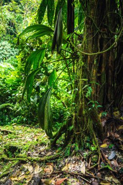 Kosta Rika 'daki El Arenal Ulusal Parkı