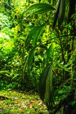 Kosta Rika 'daki El Arenal Ulusal Parkı