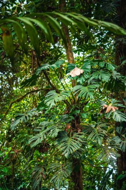 Kosta Rika 'daki El Arenal Ulusal Parkı