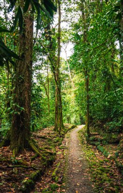 Kosta Rika 'daki El Arenal Ulusal Parkı