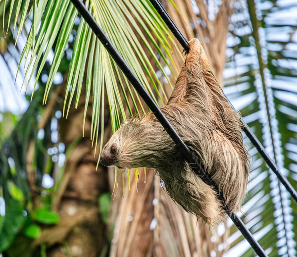 Pereza Árbol Parque Nacional Cahuita Costa Rica —  Fotos de Stock