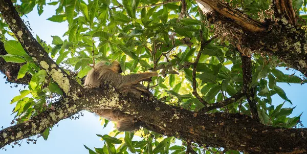 Sloth Boom Cahuita National Park Costa Rica — Stockfoto