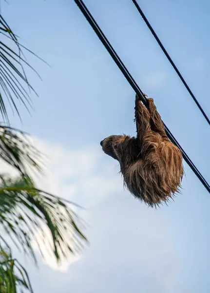 Preguiça Árvore Parque Nacional Cahuita Costa Rica — Fotografia de Stock