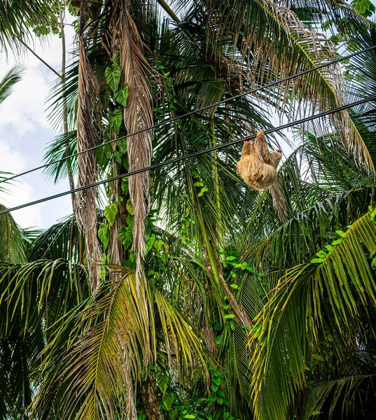 Bradipo Sull Albero Nel Parco Nazionale Cahuita Costa Rica — Foto Stock