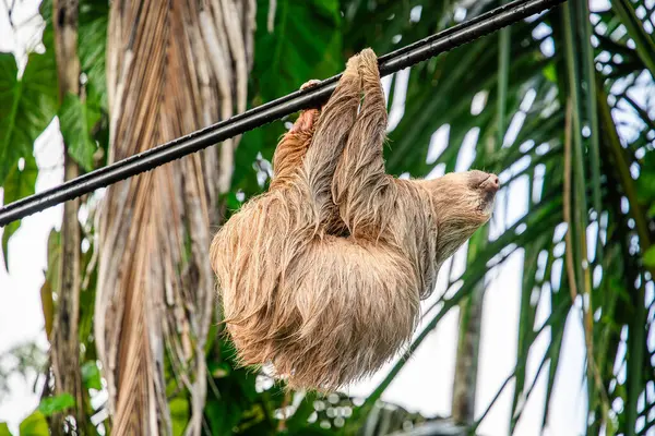 Sloth Trädet Cahuita National Park Costa Rica — Stockfoto