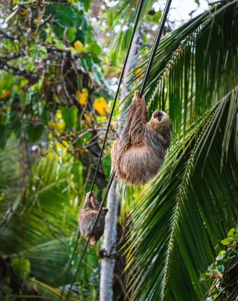 Sloth on the tree in Cahuita National Park, Costa Rica