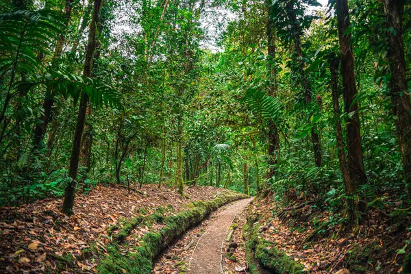 Kosta Rika Daki Arenal Ulusal Parkı — Stok fotoğraf