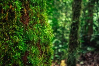 Kosta Rika 'daki El Arenal Ulusal Parkı