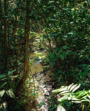 Kosta Rika 'daki El Arenal Ulusal Parkı