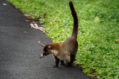 Kosta Rika yakınlarındaki şirin Coati 'nin yakın görüntüsü.