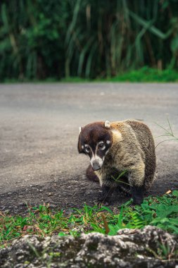 Kosta Rika yakınlarındaki şirin Coati 'nin yakın görüntüsü.