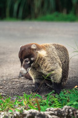 Kosta Rika yakınlarındaki şirin Coati 'nin yakın görüntüsü.