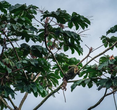 Kosta Rika 'daki El Arenal Ulusal Parkı
