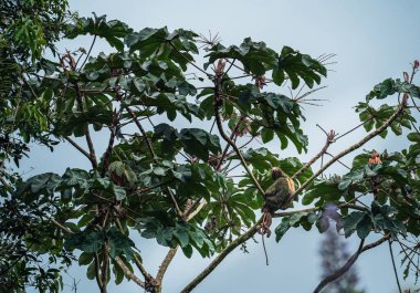 Kosta Rika 'daki El Arenal Ulusal Parkı