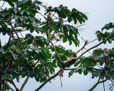 Kosta Rika 'daki El Arenal Ulusal Parkı manzarası