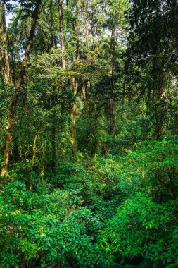 Kosta Rika 'daki El Arenal Ulusal Parkı manzarası