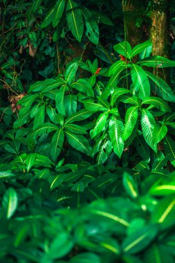 Kosta Rika 'daki El Arenal Ulusal Parkı manzarası