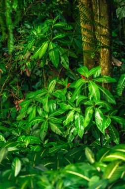 Kosta Rika 'daki El Arenal Ulusal Parkı manzarası