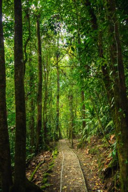 Kosta Rika 'daki El Arenal Ulusal Parkı manzarası