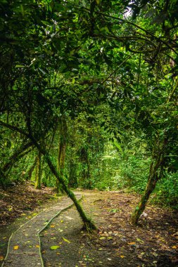 Kosta Rika 'daki El Arenal Ulusal Parkı manzarası