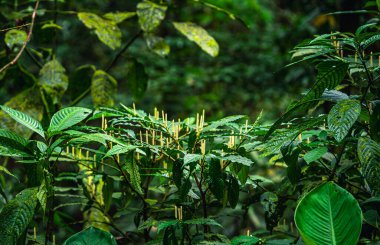 Kosta Rika 'daki El Arenal Ulusal Parkı manzarası