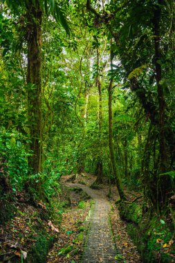 Kosta Rika 'daki El Arenal Ulusal Parkı manzarası
