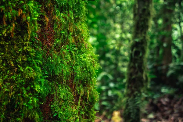 Kosta Rika 'daki El Arenal Ulusal Parkı