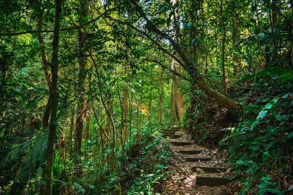 Kosta Rika Daki Arenal Ulusal Parkı Manzarası — Stok fotoğraf