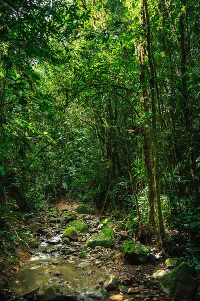 Kosta Rika 'daki El Arenal Ulusal Parkı manzarası