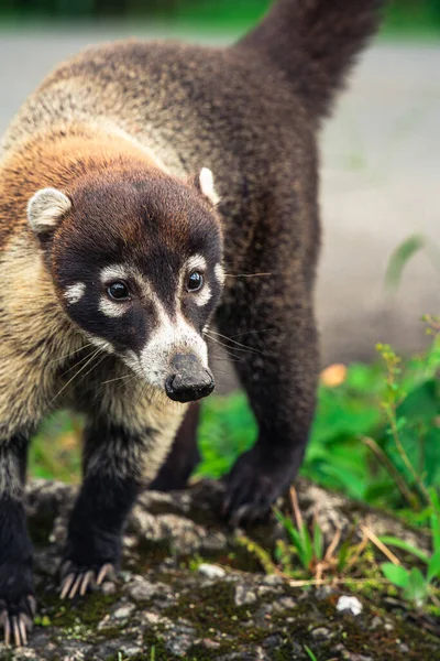 Kosta Rika yakınlarındaki şirin Coati 'nin yakın görüntüsü.