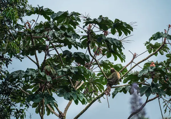 Kosta Rika 'daki El Arenal Ulusal Parkı