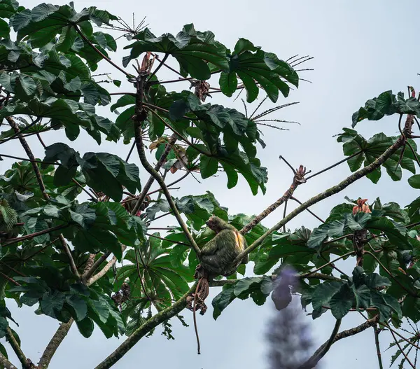 Kosta Rika 'daki El Arenal Ulusal Parkı