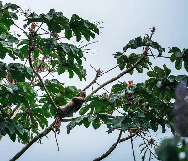 Kosta Rika 'daki El Arenal Ulusal Parkı