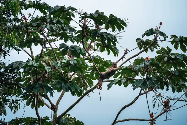 Kosta Rika 'daki El Arenal Ulusal Parkı manzarası