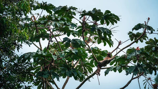Kosta Rika 'daki El Arenal Ulusal Parkı manzarası