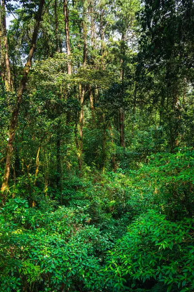 Kosta Rika 'daki El Arenal Ulusal Parkı manzarası