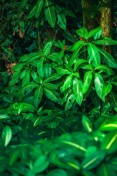 Kosta Rika 'daki El Arenal Ulusal Parkı manzarası