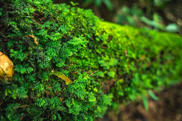 Kosta Rika 'daki El Arenal Ulusal Parkı manzarası