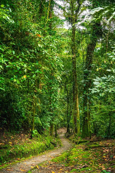 Naturskön Utsikt Över Arenal National Park Costa Rica — Stockfoto