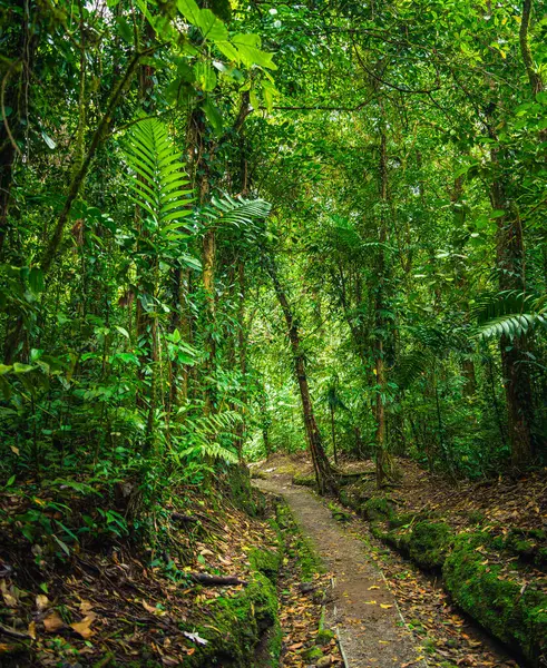 Kosta Rika Daki Arenal Ulusal Parkı Manzarası — Stok fotoğraf