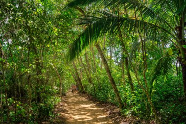 Kosta Rika 'daki Cahuita Milli Parkı manzarası