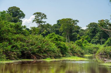 Kosta Rika 'daki Cahuita Milli Parkı manzarası