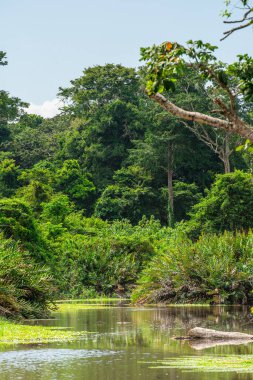 Kosta Rika 'daki Cahuita Milli Parkı manzarası