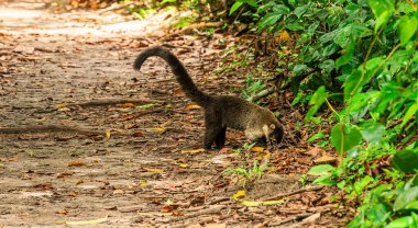 a white-nosed coati looking for food in the jungle at Cahuita, Costa Rica clipart